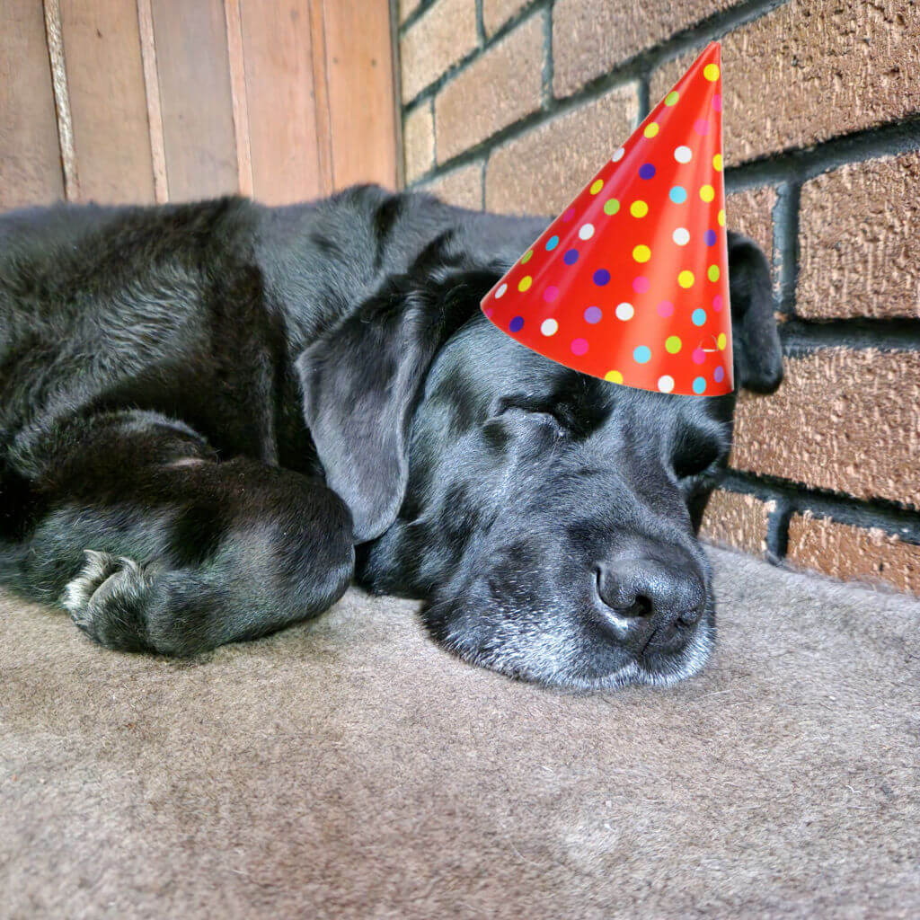 A black dog is sleeping on a grey carpet in a corner next to a wooden wall and a brick wall. He is wearing a red super-imposed party hat