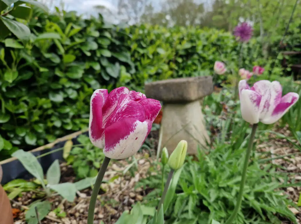 Pink and white tulips in a garden border