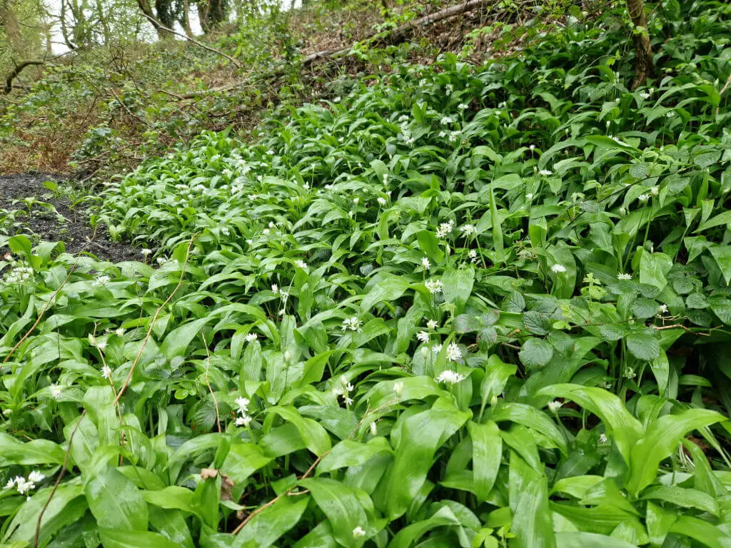 Wild garlic growing up a woodland bank