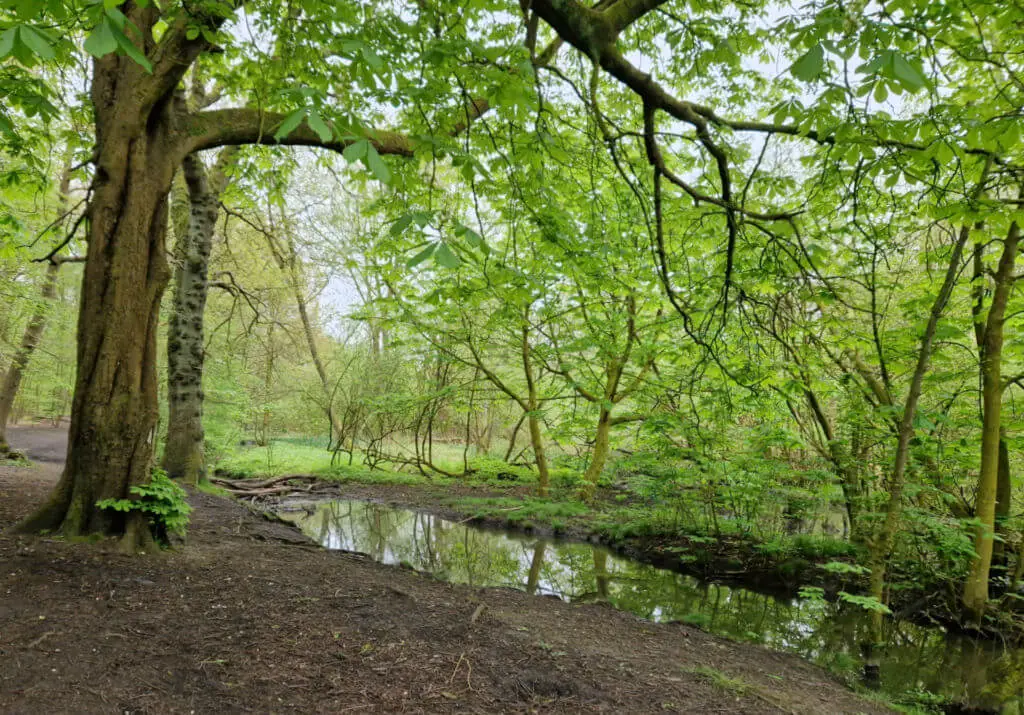 A view across a woodland path to a small pool. The new leaves on the trees are bright green