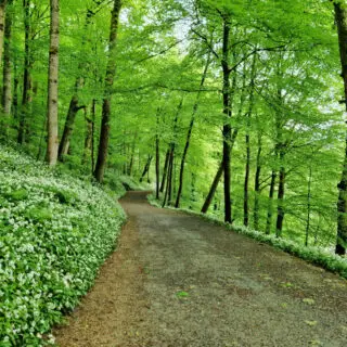 A woodland path surrounded on both sides by wild garlic. The garlic is flowering and there are white flowers amongst the green