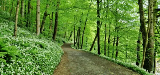 A woodland path surrounded on both sides by wild garlic. The garlic is flowering and there are white flowers amongst the green