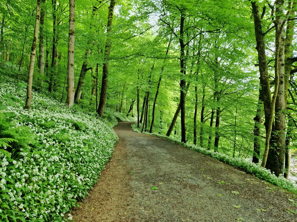 A woodland path surrounded on both sides by wild garlic. The garlic is flowering and there are white flowers amongst the green