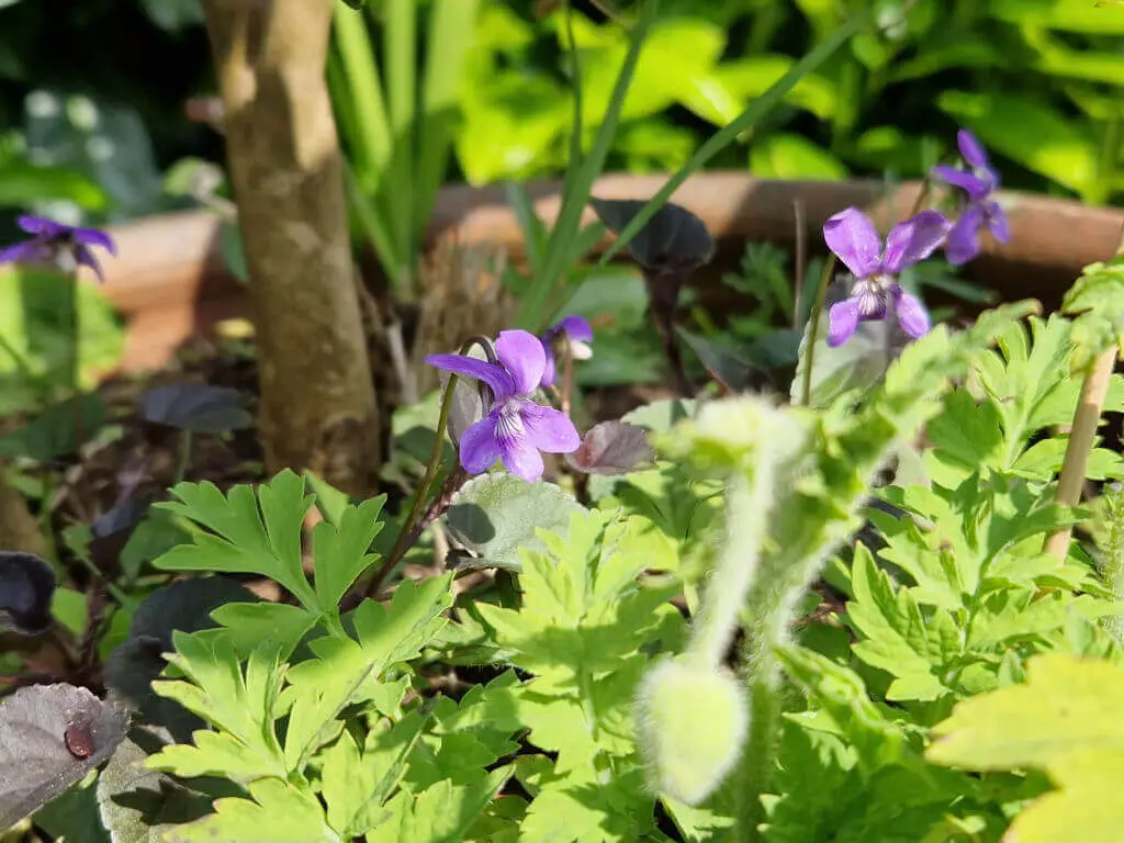 Tiny purple dog violet flowers in a shady garden border