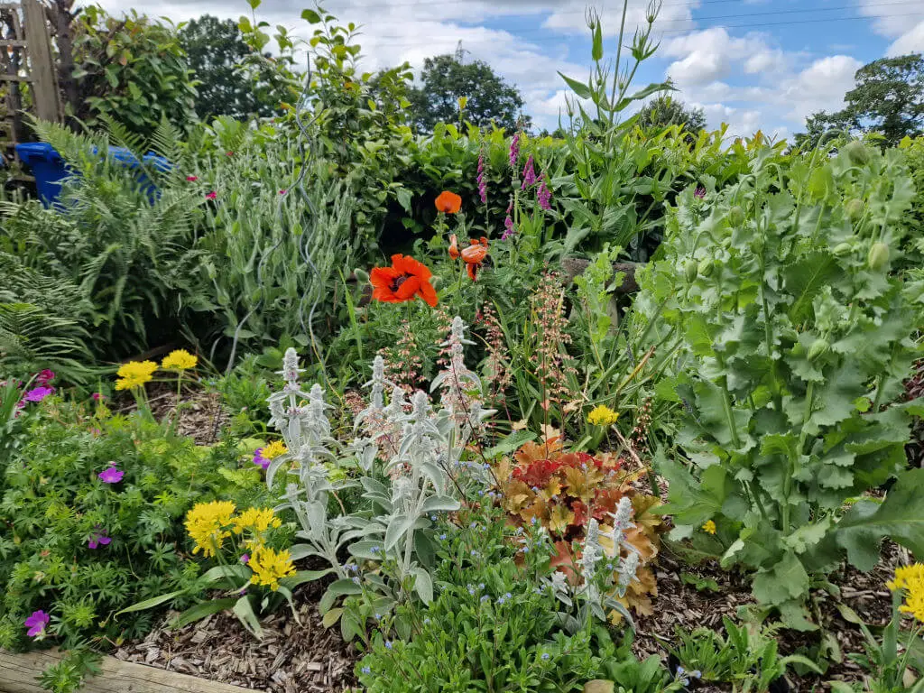A garden border filled with flowering plants 
