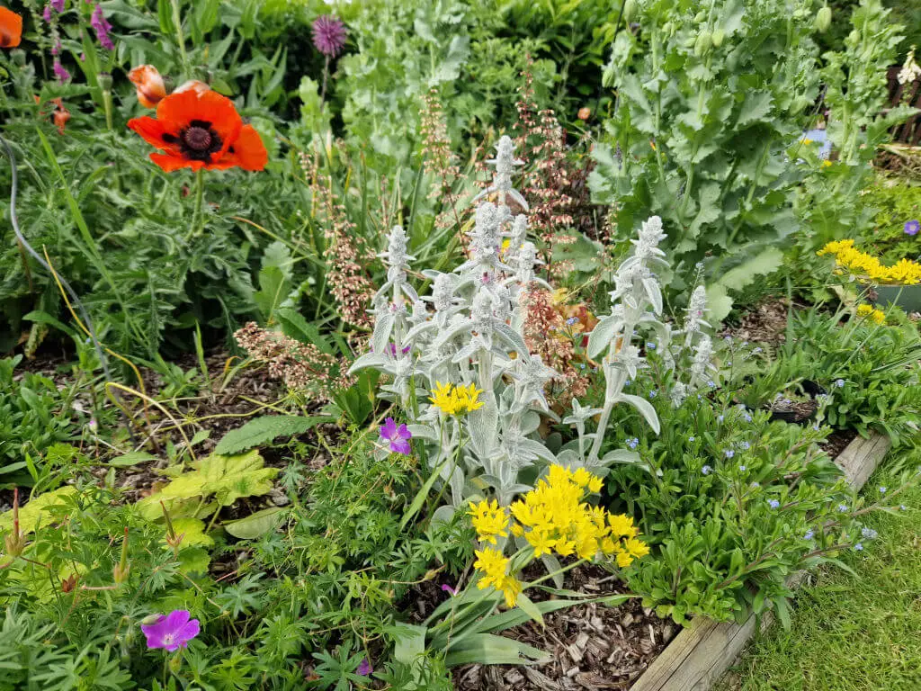 A garden border filled with flowering plants