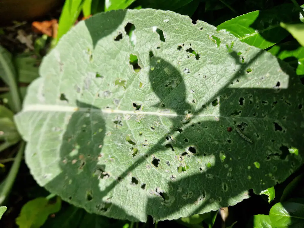 A silver furry leaf with holes chewed in it by caterpillars. There is a caterpillar on the right hand side of the leaf