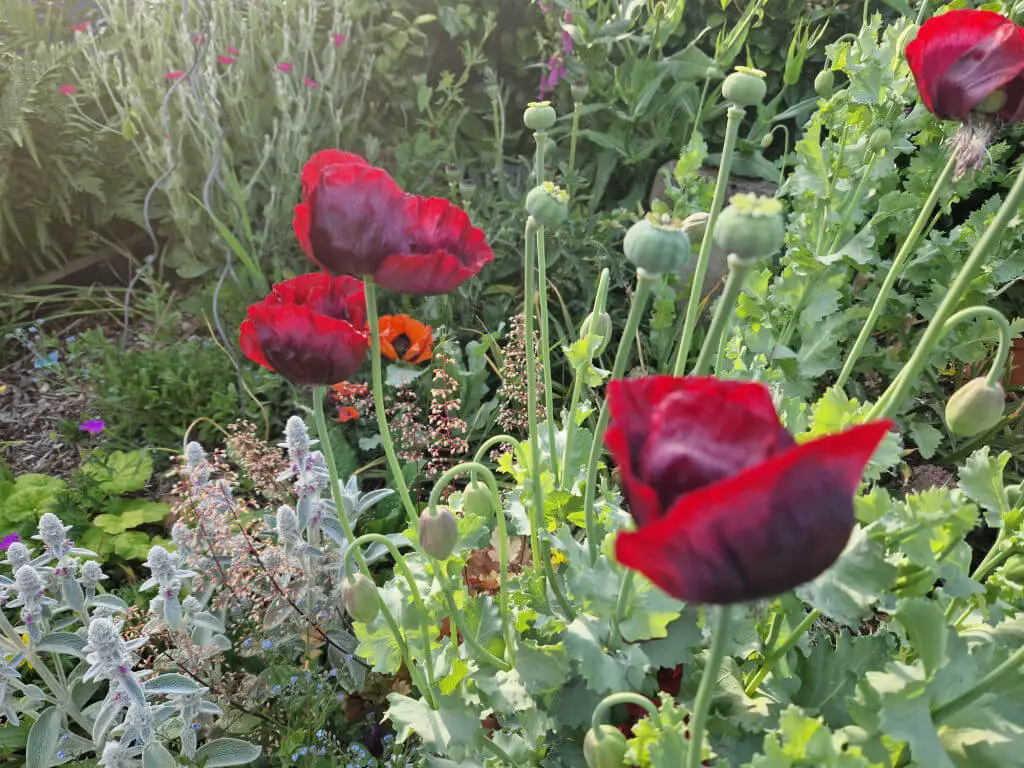 Deep red opium poppies in a garden border