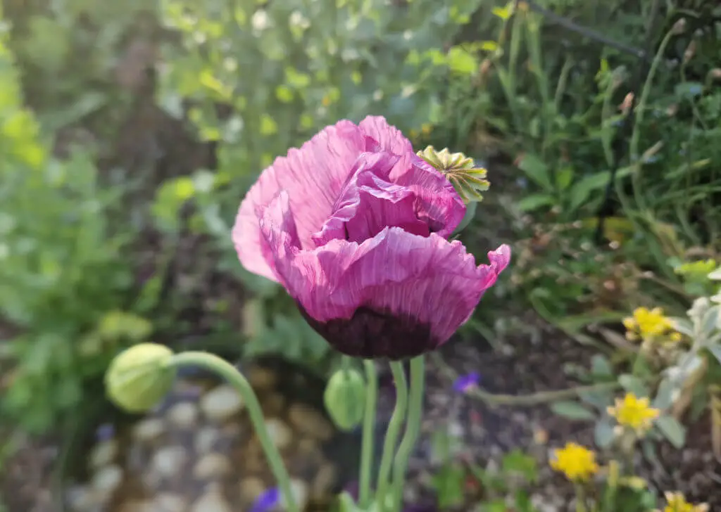 A pink opium poppy in a garden border