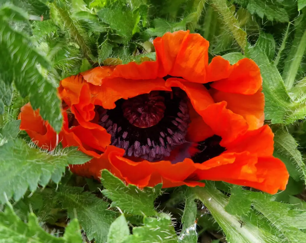 A red poppy flower nestled in green leaves