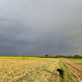 A black dog is walking across a sunlit field towards heavy black clouds with rain falling out of them