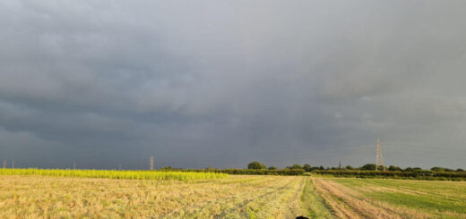 A black dog is walking across a sunlit field towards heavy black clouds with rain falling out of them