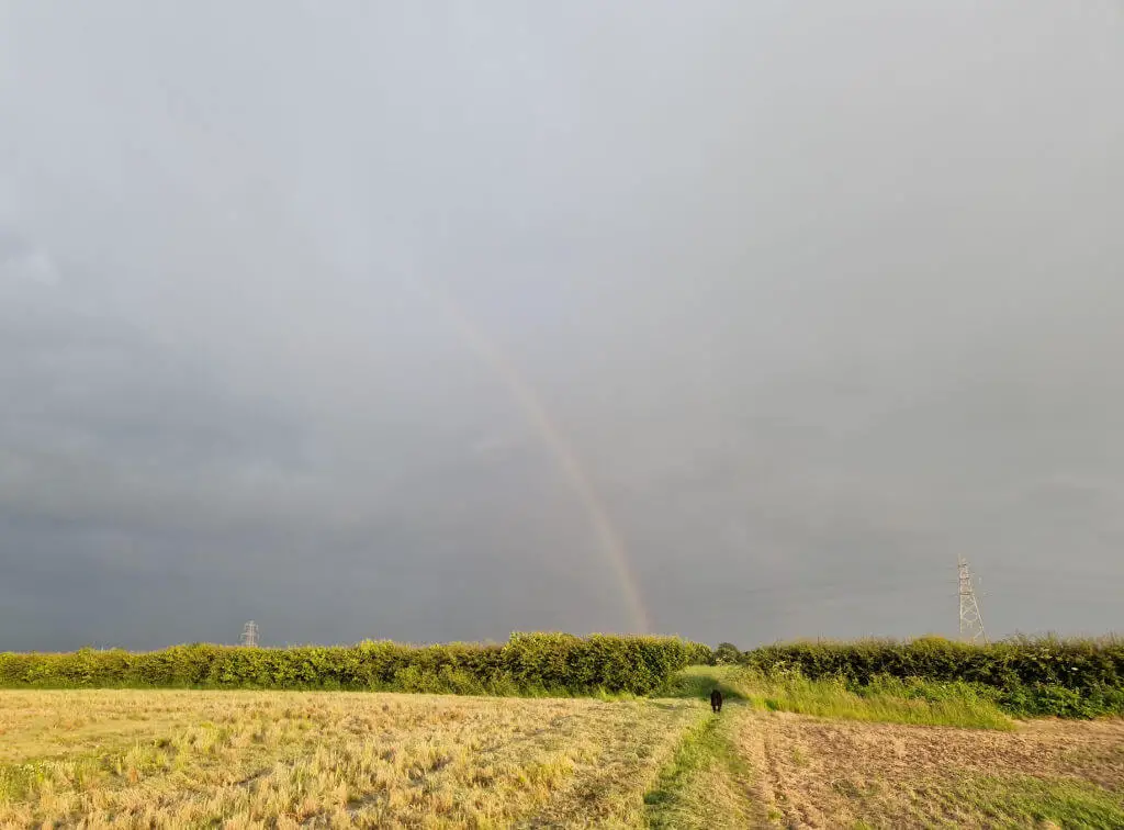 A black dog is walking across a sunlit field towards heavy black clouds with a rainbow