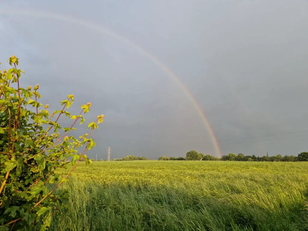 A rainbow in heavy black clouds over a field of ripening barley. The field is in sunshine.