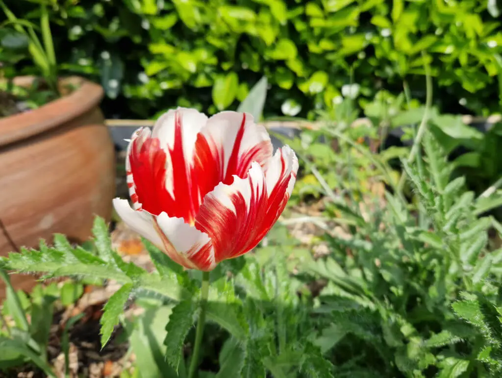 A tulip with petals that look as if they have been painted red and white by a paintbrush