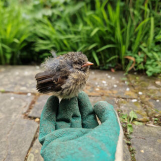 A fluffy baby wren sits on the gloved fingers of Christine's hand