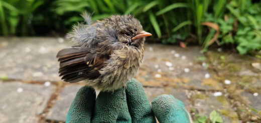 A fluffy baby wren sits on the gloved fingers of Christine's hand