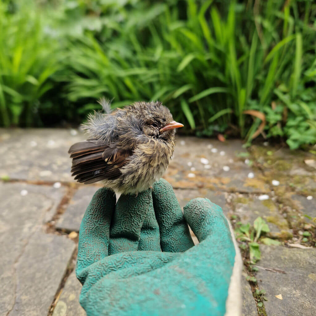 A fluffy baby wren sits on the gloved fingers of Christine's hand