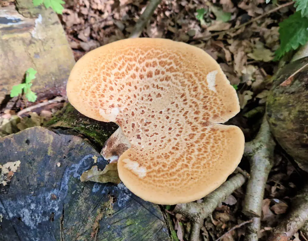 A large flat brown patterned mushroom on a wooden log