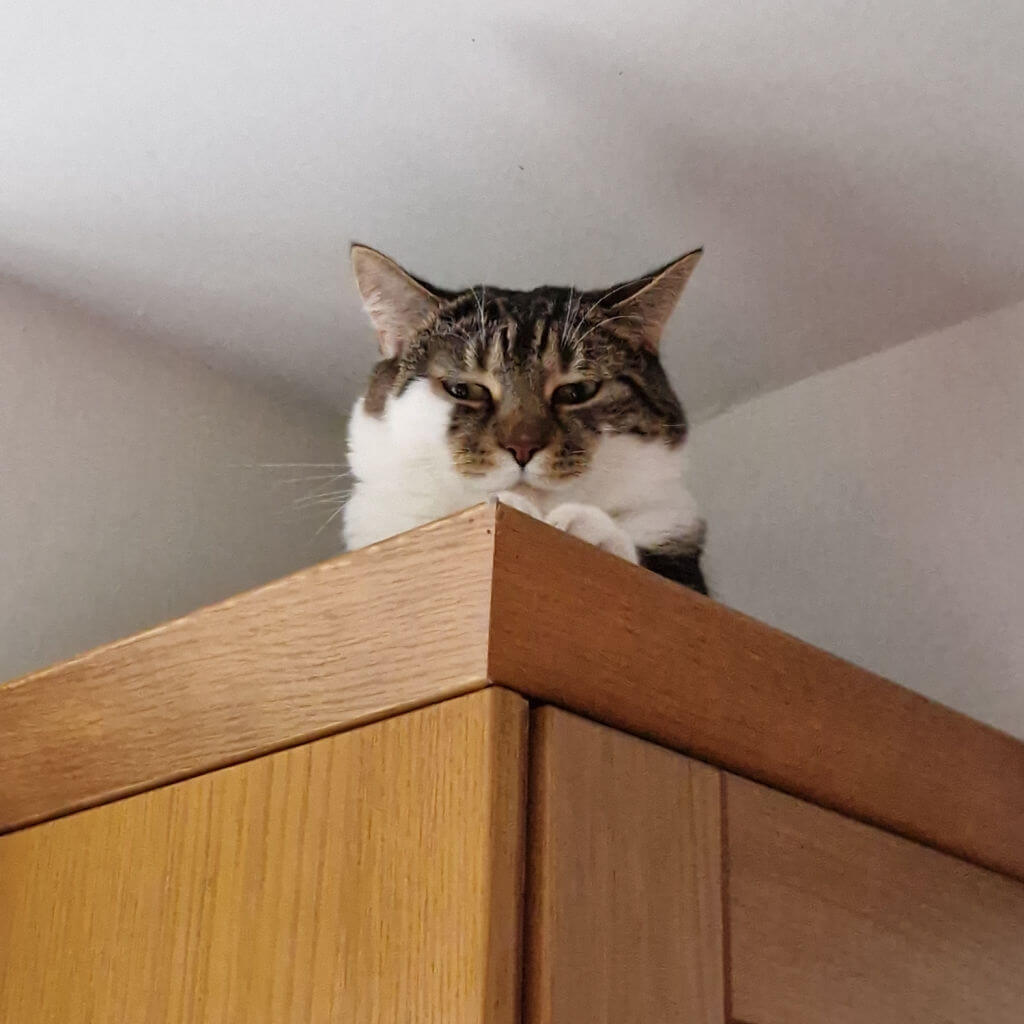 A tabby and white cat sits on top of a wooden kitchen cabinet