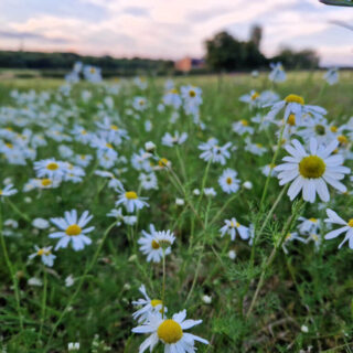 Yellow and white chamomile flowers with a sunset in the background