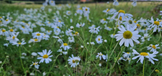 Yellow and white chamomile flowers with a sunset in the background