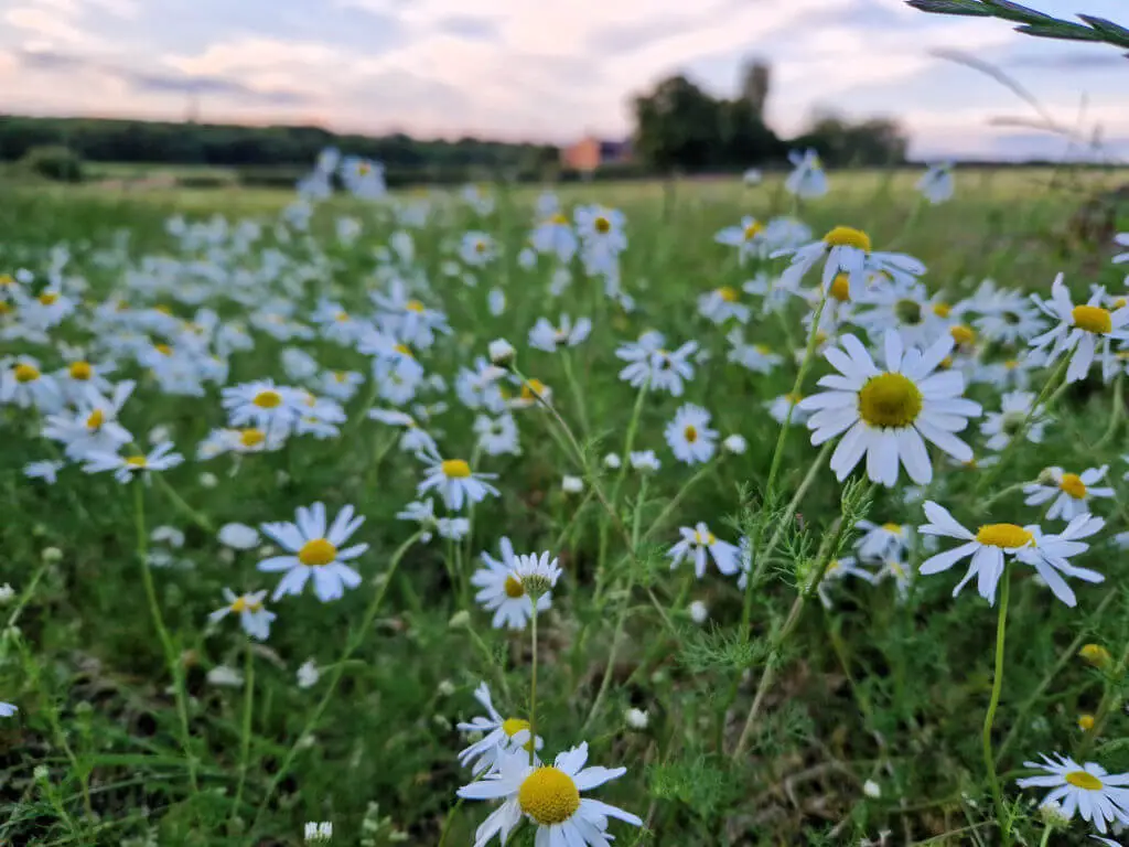 Yellow and white chamomile flowers with a sunset in the background