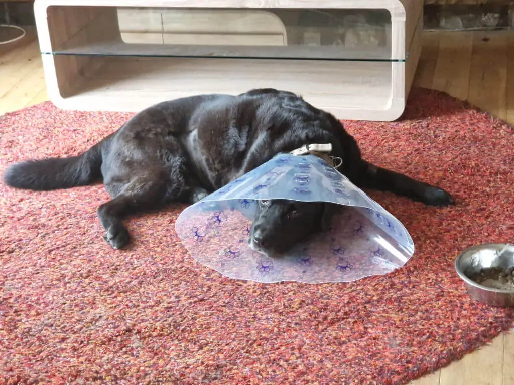 A black dog is lying on a round red rug in front of a wooden coffee table. He is wearing a buster collar after an operation and looks fed up
