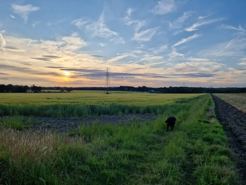 A view across a field of green wheat to a sunset and a blue sky streaked with clouds. There is a black dog in the foreground.