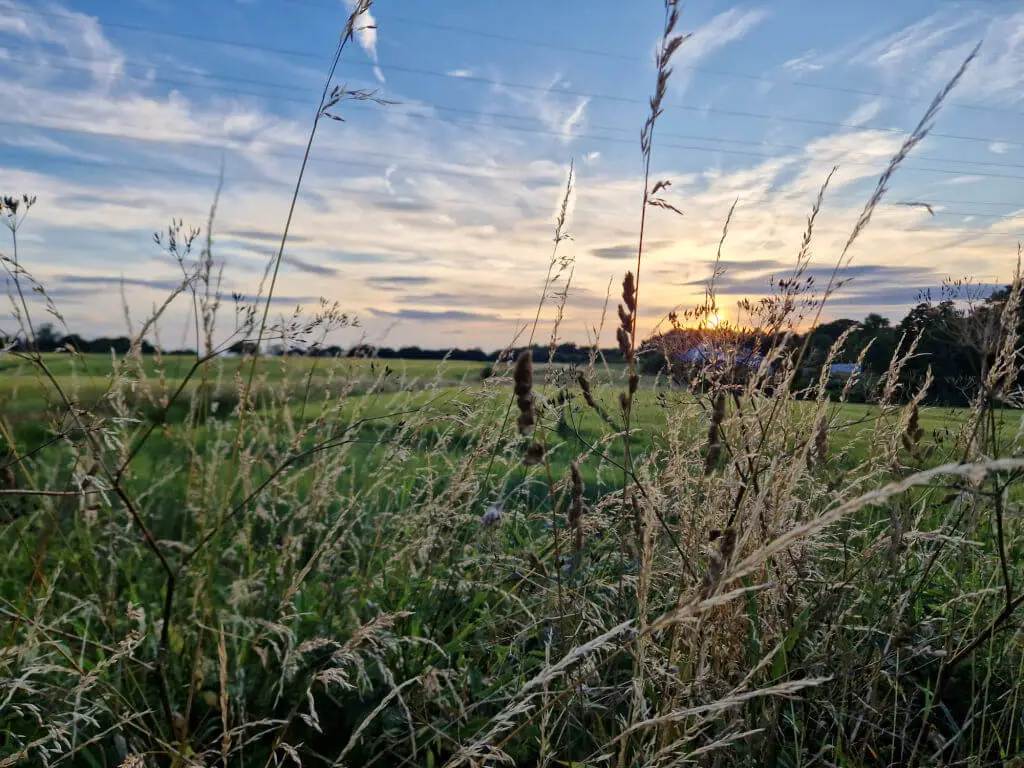 View through wild grass to a green field and sunset. The sky is blue