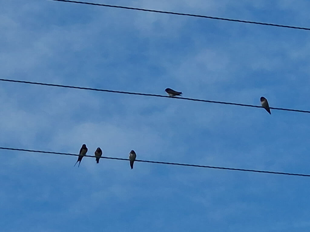 Swallows on overhead wires against a blue sky