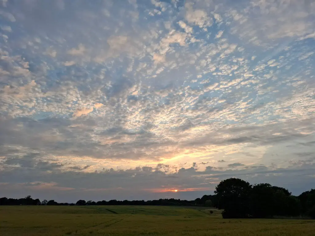 A mackerel sky of clouds as the sun goes down over a field of barley
