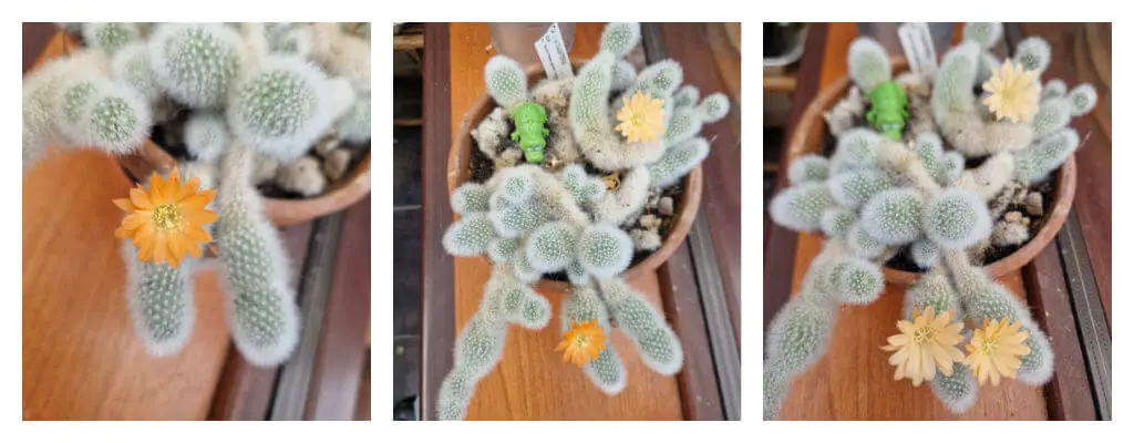 A collage of three photos of a cactus in flower. The photos show one, two and three photos on the cactus