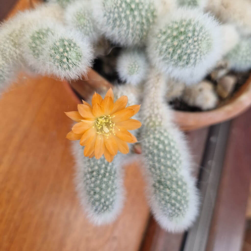 A close up of an orange flower on a cactus