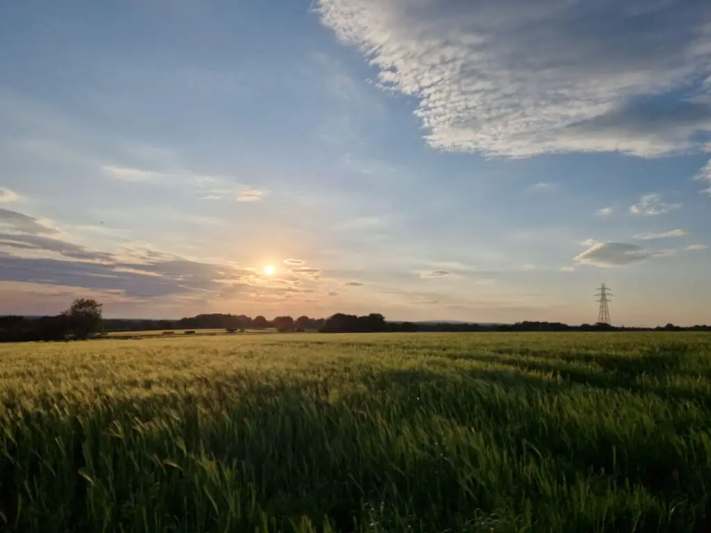 A sunset over a field of green barley