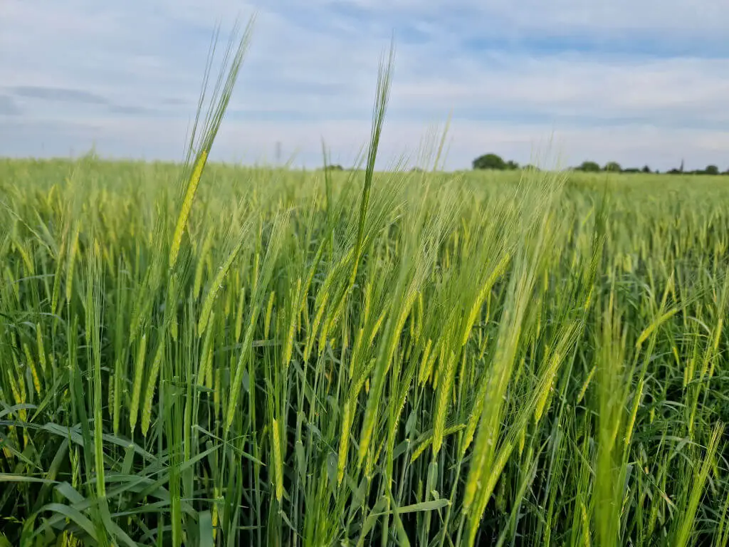 Close up of green barley in a field
