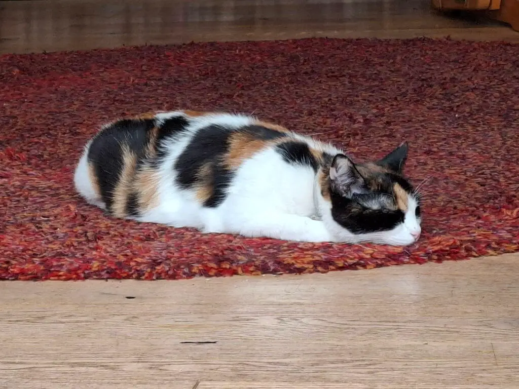 A tortoiseshell cat lies on a red rug