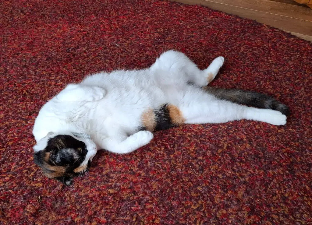 A tortoiseshell cat lies on a red rug in an sprawled position
