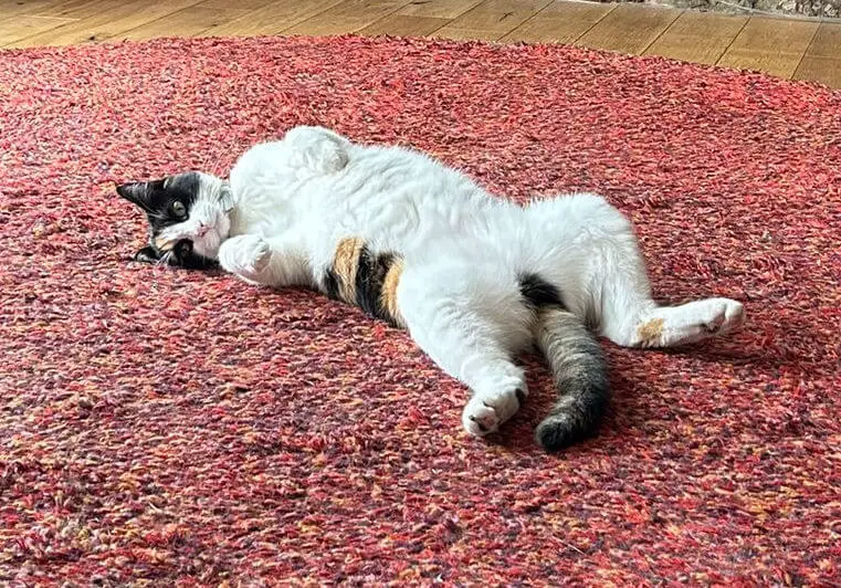 A tortoiseshell cat sprawls on a red rug