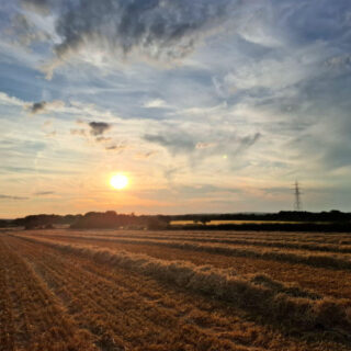 Rows of barley stalks left in piles to be turned in straw bales