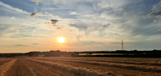 Rows of barley stalks left in piles to be turned in straw bales
