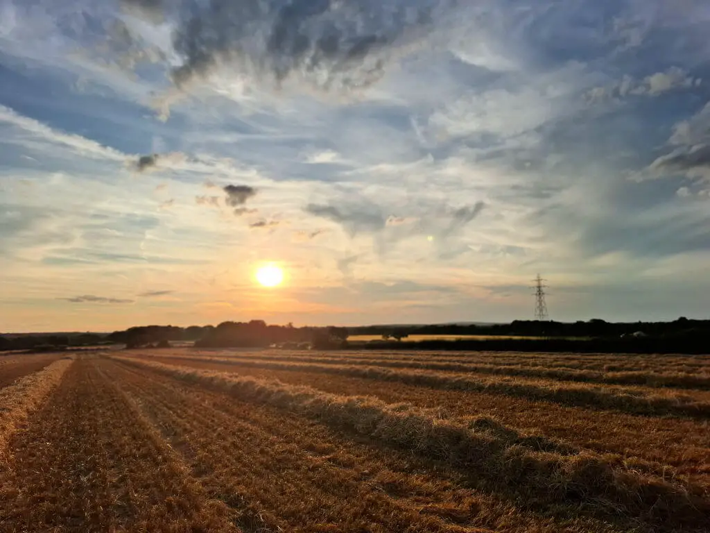 Rows of barley stalks left in piles to be turned in straw bales