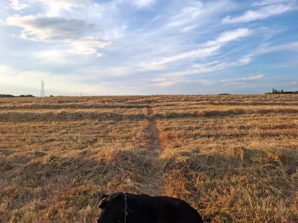 A black dog in a field where the barley has been cut down and now lies in raised lines across the field