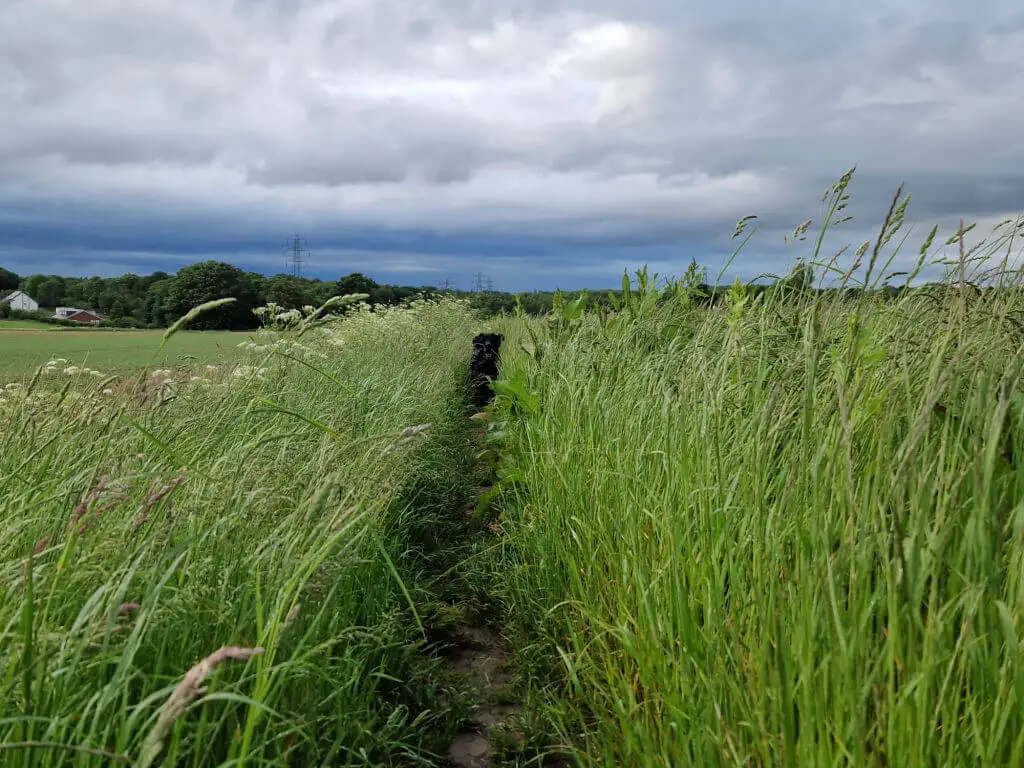 A black dog running towards the camera along an overgrown footpath