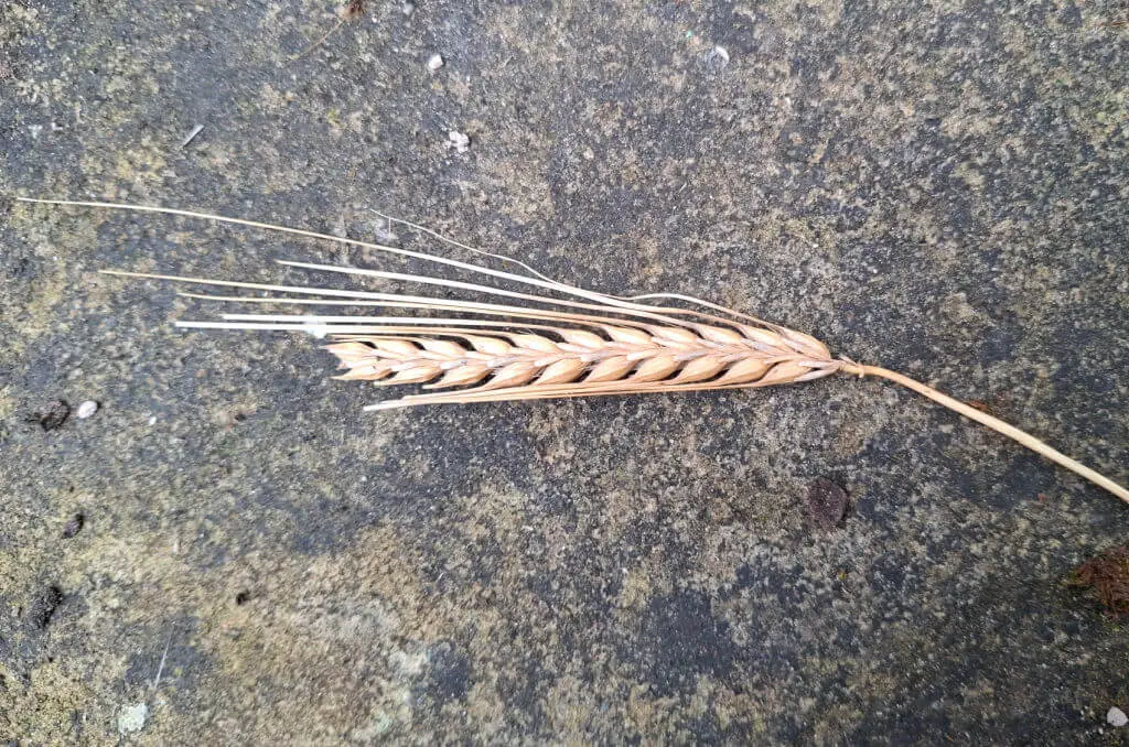 A golden ear of barley lying on a grey paving stone