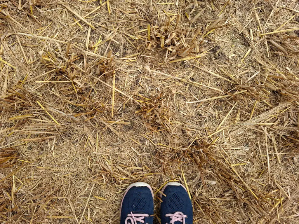 Christine's feet in the stubble of barley field