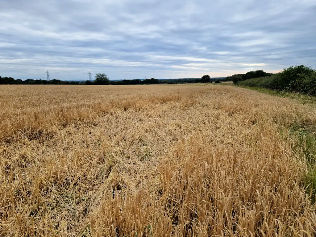 A field of golden barley with a large area squashed flat by a large group (clattering) of jackdaws