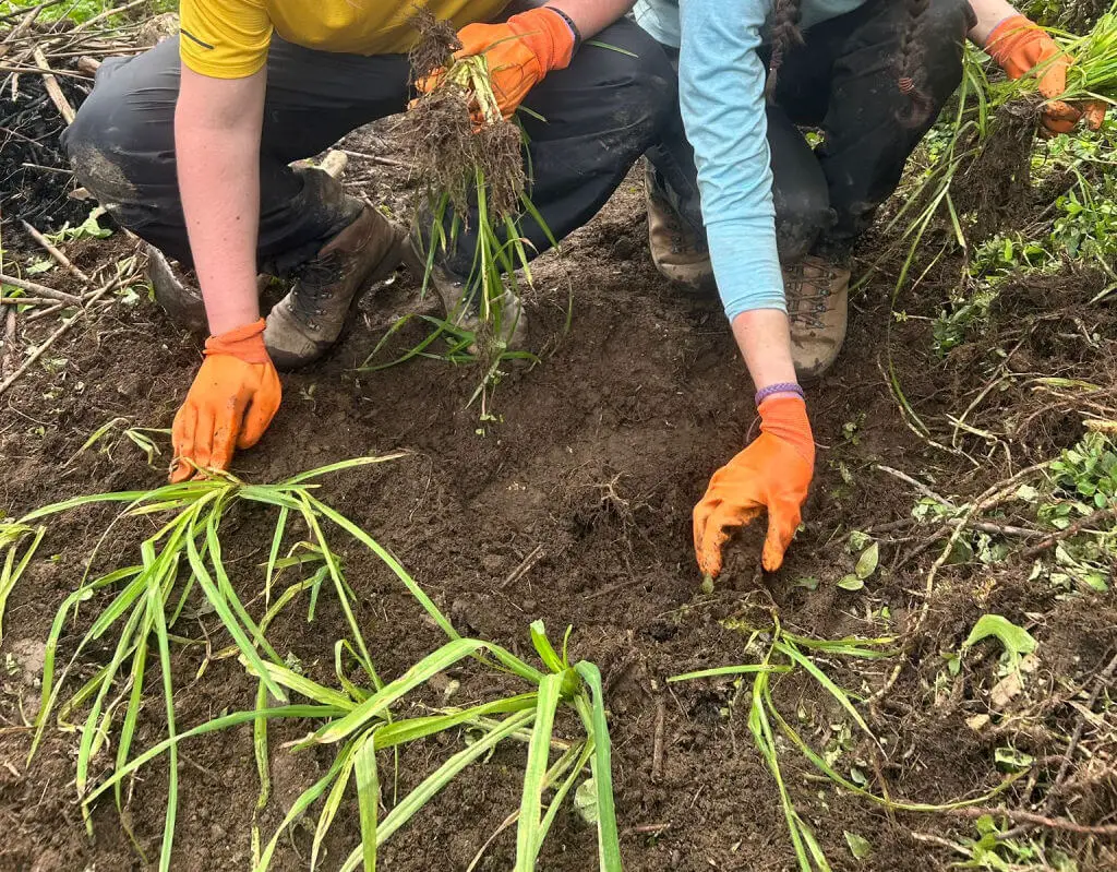 A boy and a girl are planting trees. The trees are small leafy plants. The boy is wearing orange working gloves and a yellow t-shirt, and the girl is wearing orange working gloves and a long-sleeved blue t-shirt