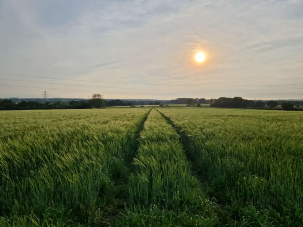 Tractor lines down a field of barley. The sun is setting in the distance.