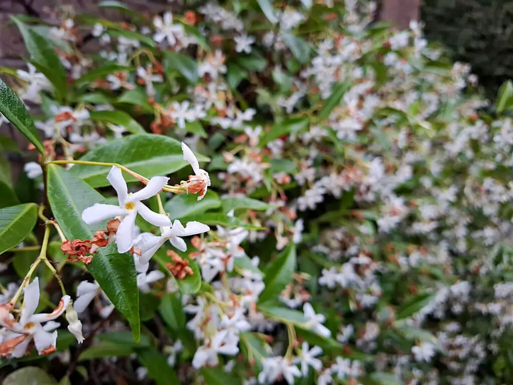 A close up of a white star jasmine flower with more flowers behind and in the distance